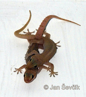 Hemidactylus frenatus - House Gecko