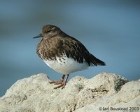 Black Turnstone - Arenaria melanocephala