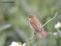 Chinese Penduline Tit - Remiz consobrinus