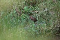 White-throated Rail - Dryolimnas cuvieri