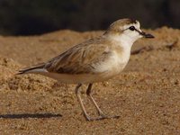 White-fronted Plover - Charadrius marginatus