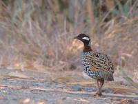 Black Francolin (Francolinus francolinus) photo