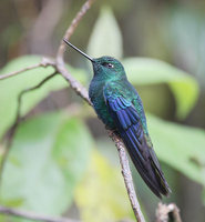 Great Sapphirewing (Pterophanes cyanopterus) photo