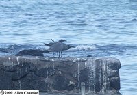 Lava Gull - Larus fuliginosus