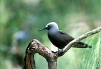 Lesser Noddy - Anous tenuirostris