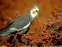 Cockatiel - Nymphicus hollandicus