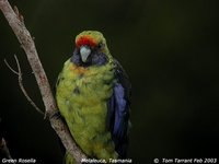 Green Rosella - Platycercus caledonicus