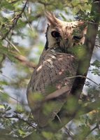 Southern White-faced Owl - Ptilopsis granti