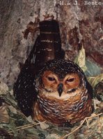 Spotted Wood-Owl - Strix seloputo