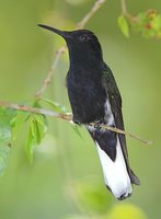 Black Jacobin - Florisuga fuscus