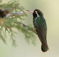 White-eared Hummingbird - Hylocharis leucotis