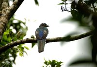 Black-headed Trogon - Trogon melanocephalus