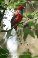 Whitehead's Trogon - Harpactes whiteheadi