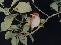 Madagascar Pygmy-Kingfisher - Ispidina madagascariensis