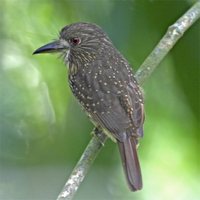 White-whiskered Puffbird - Malacoptila panamensis