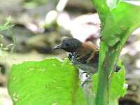 Spotted Antbird - Hylophylax naevioides