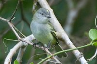 Gray Elaenia - Myiopagis caniceps