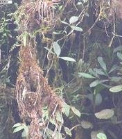 Tufted Flycatcher - Mitrephanes phaeocercus