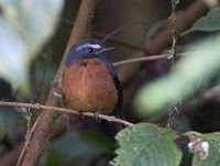 Slaty-backed Chat-Tyrant - Ochthoeca cinnamomeiventris