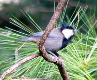 Rufous-vented Tit - Periparus rubidiventris