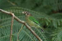 Spotted Catbird - Ailuroedus melanotis