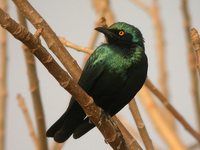 Greater Blue-eared Glossy-Starling - Lamprotornis chalybaeus