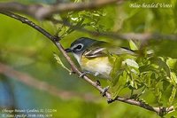 Blue-headed Vireo - Vireo solitarius