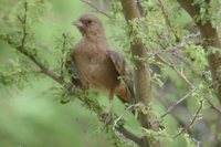 Abert's Towhee - Pipilo aberti