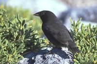 Medium Ground-Finch - Geospiza fortis