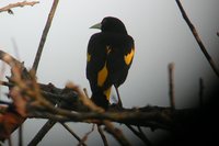 Yellow-rumped Cacique - Cacicus cela