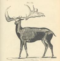 Giant Deer, Megaloceros giganteus