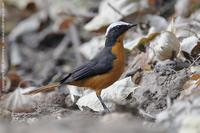 White-crowned Robin-chat, Cossypha albicapilla