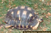 Radiated Tortoise, Geochelone radiata