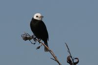 White-headed  marsh-tyrant   -   Arundinicola  leucocephala