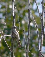 Penduline Tit Flickr