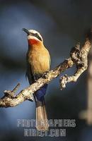 White fronted bee eater , Merops bullockoides , Kafue National Park , Zambia stock photo