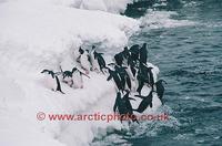 ...ter onto ice foot, on their way back to their nests. Antarctica