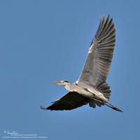 Grey Heron