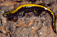 : Ambystoma macrodactylum; Long-toed Salamander