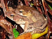 : Bufo abei