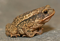 : Bufo nebulifer; Gulf Coast Toad