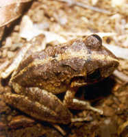 : Craugastor rugulosus; Rugulose Rainfrog
