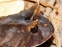 : Proceratophrys boiei; White-faced Horned Frog