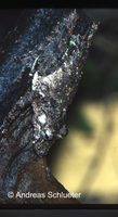 : Scinax garbei