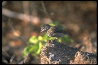 : Geospiza conirostris; Galapagos Large Cactus Finch