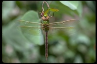 : Anax junius; Green Darner