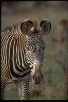: Equus grevyi; Grevy's Zebra