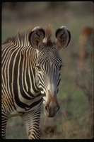 : Equus grevyi; Grevy's Zebra