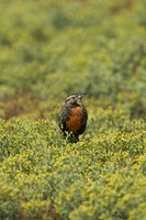 : Sturnella loyca; Long Tailed Meadowlark