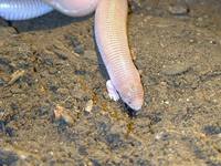 : Bipes biporus